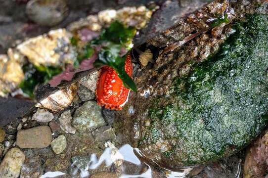 Image of Orange Sea Cucumber