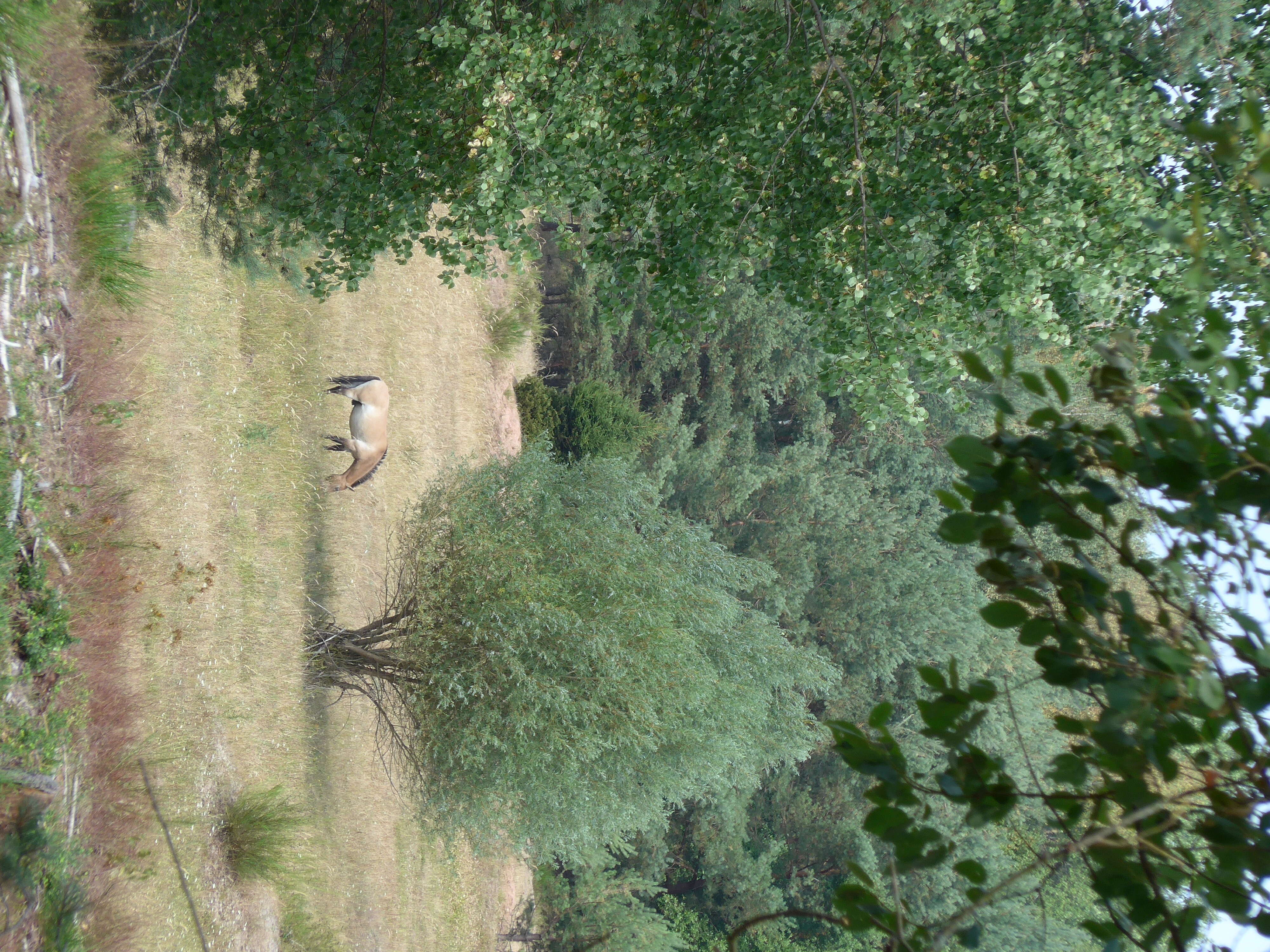 Image of Asian Wild Horse