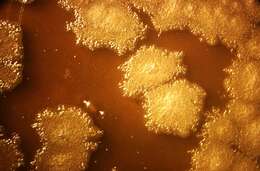 Image of Clostridium