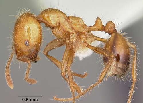 Solenopsis geminata (Fabricius 1804) resmi