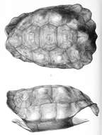 Image of Pinta giant tortoise