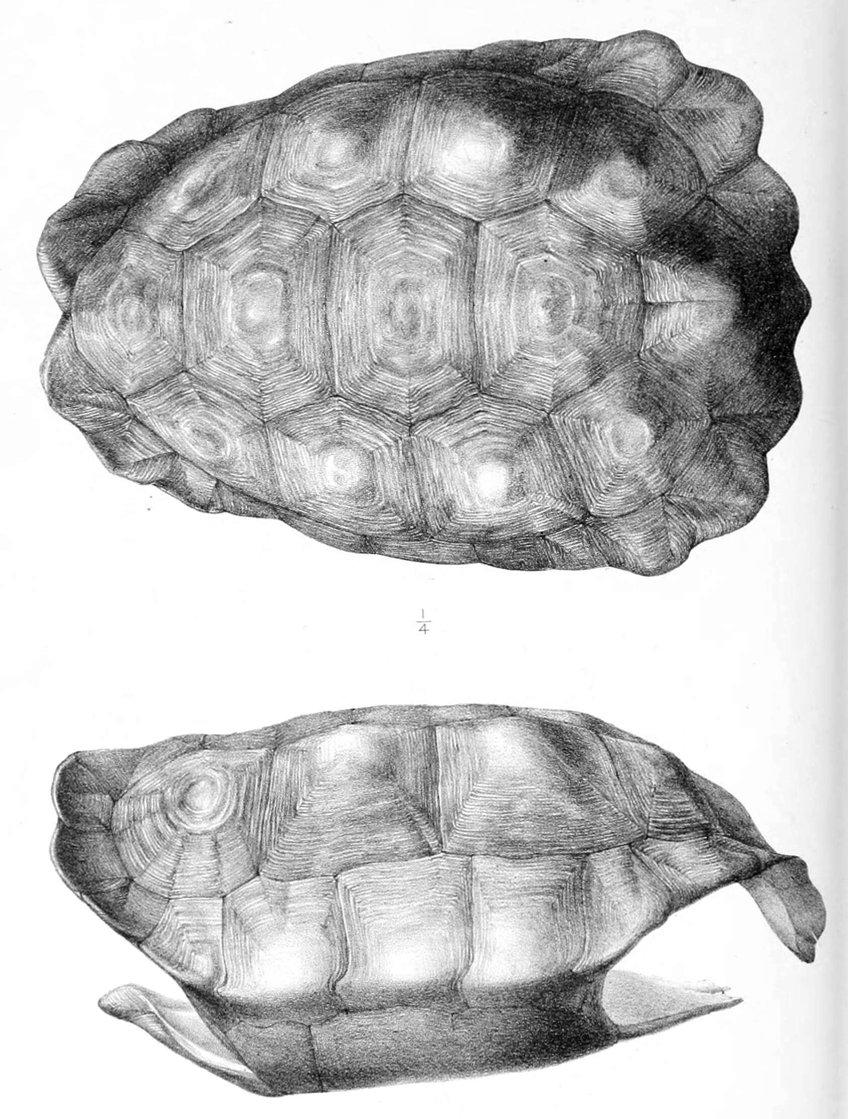 Image of Pinta giant tortoise