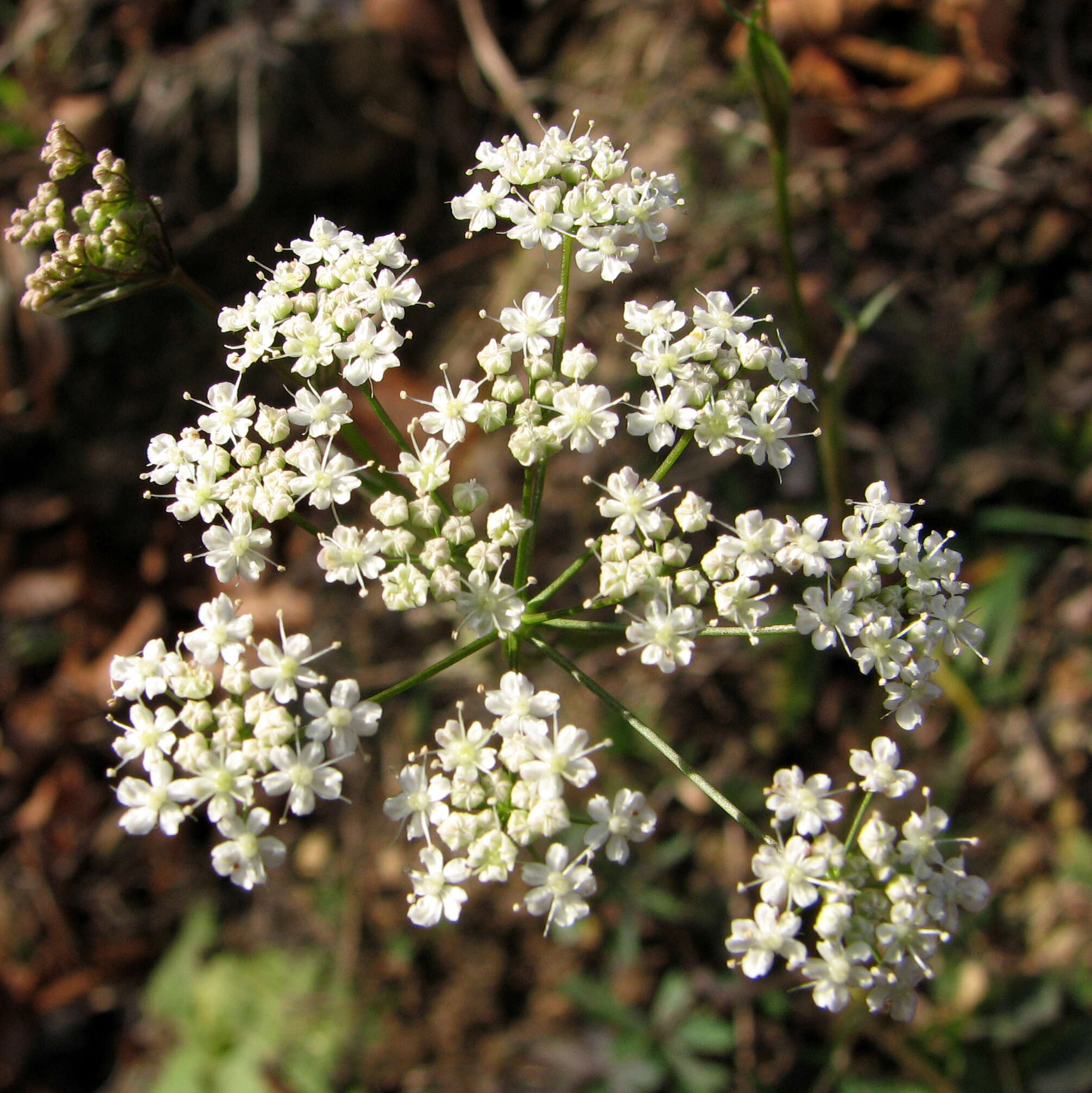 Imagem de Pimpinella saxifraga L.