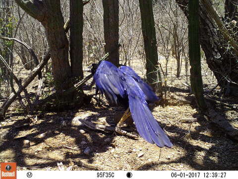 Image of Purplish-backed Jay