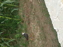 Image of White-breasted Waterhen