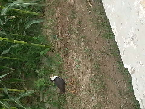 Image of White-breasted Waterhen