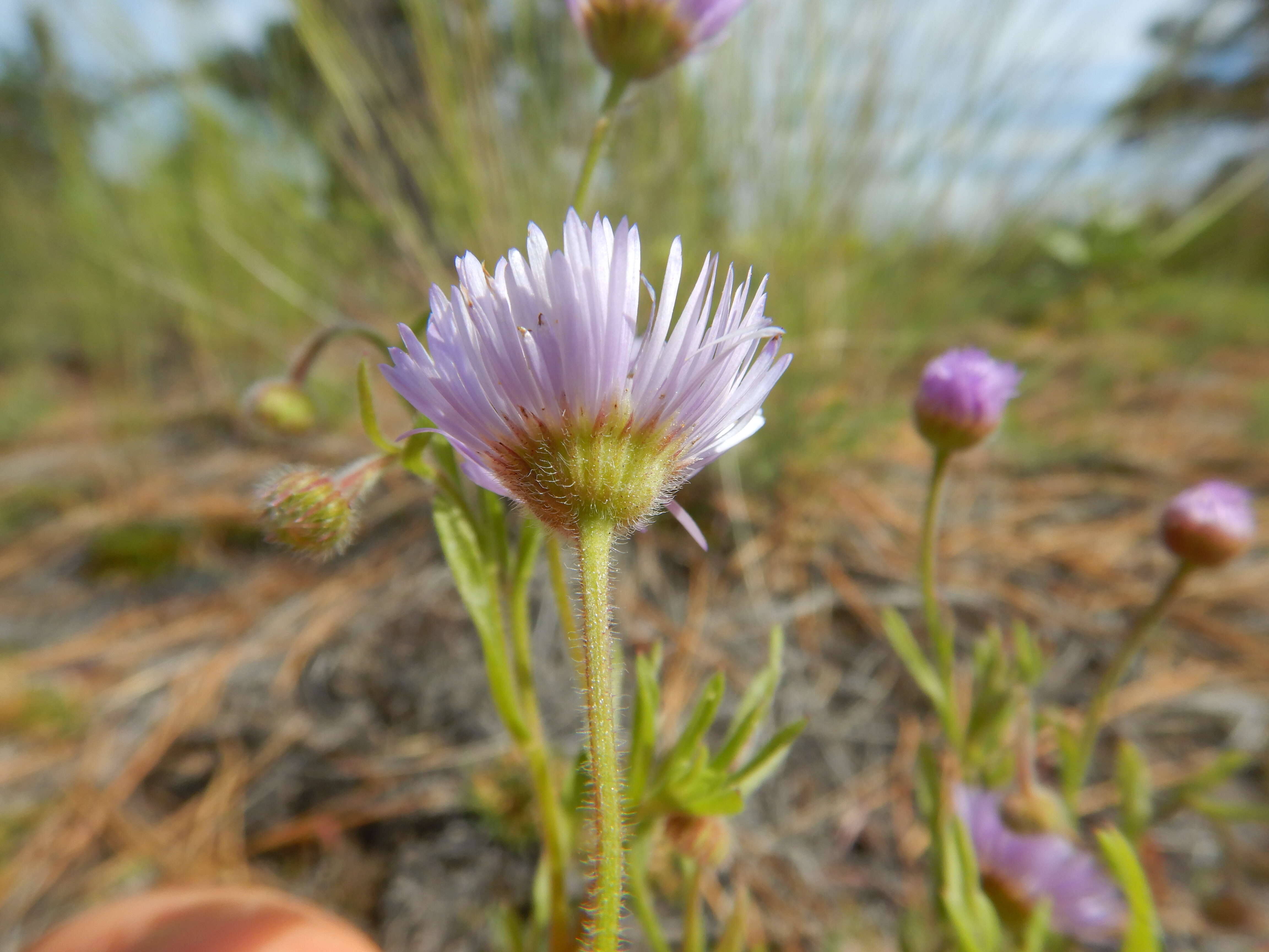 Image de Erigeron pumilus Nutt.