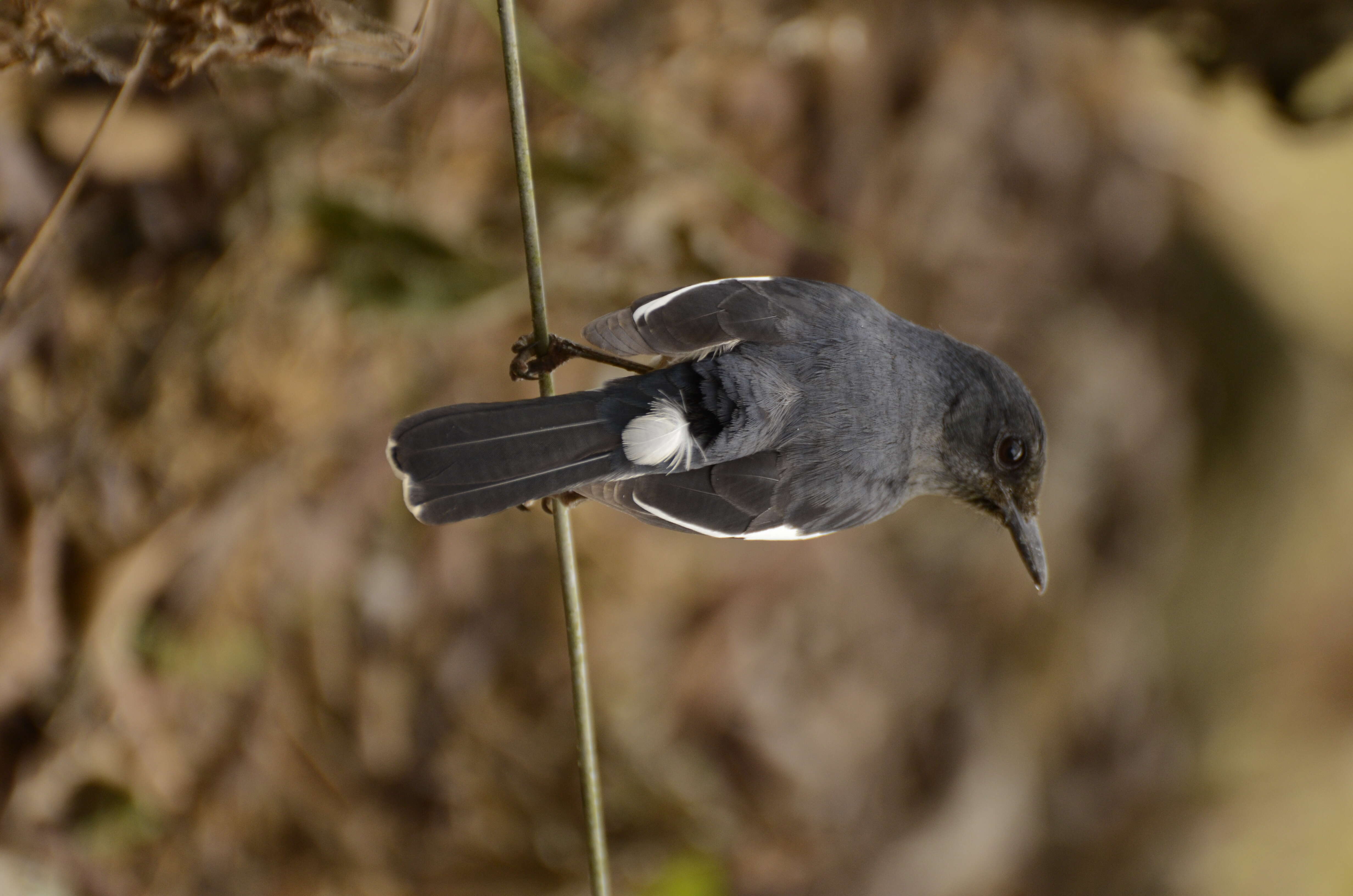 Image of Oriental Magpie Robin