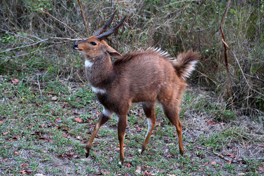 Image of Tragelaphus sylvaticus