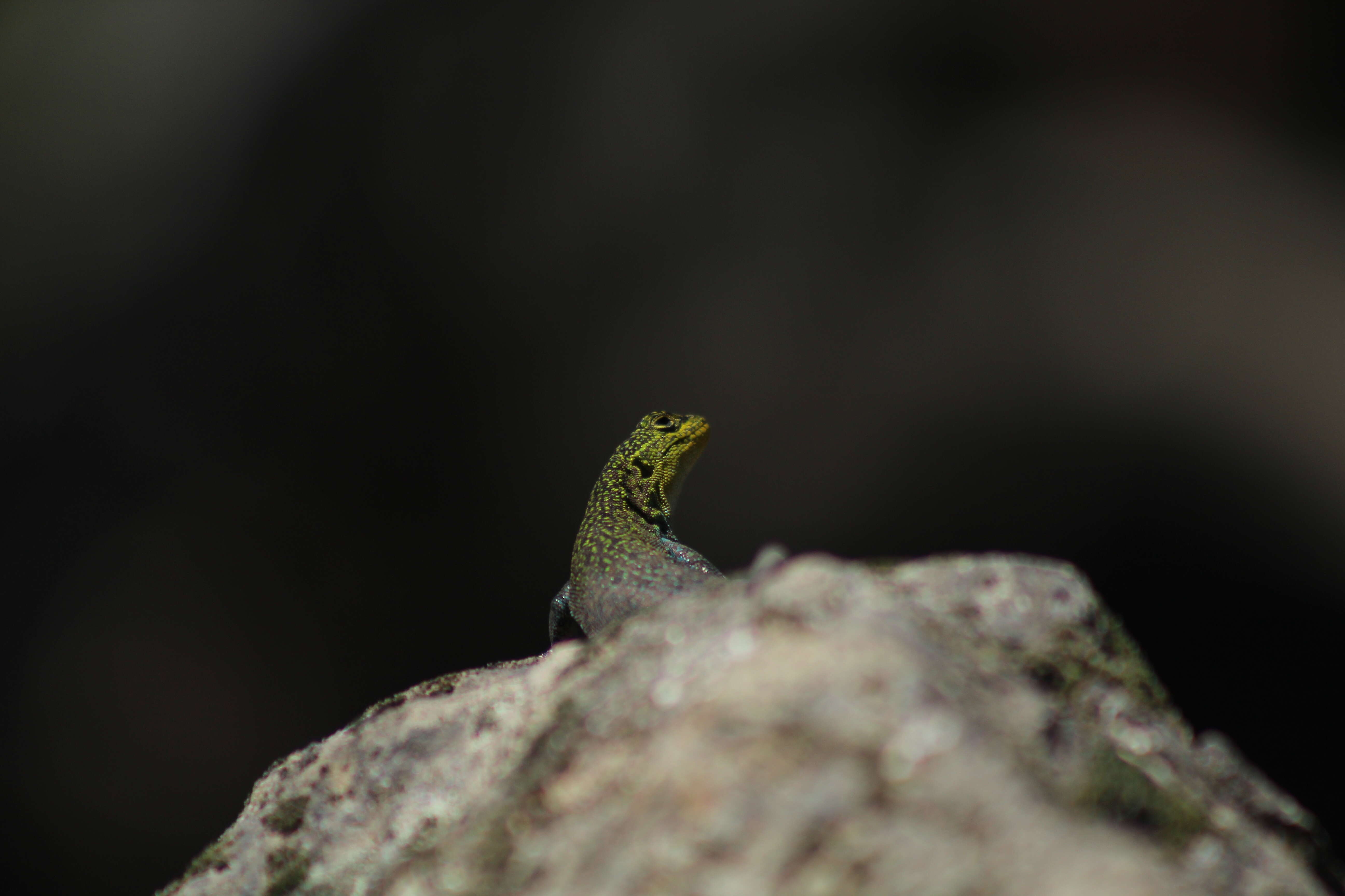 Image of Thin Tree Iguana