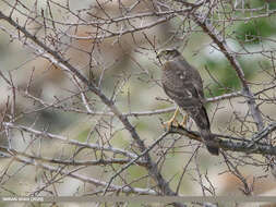 Image of Eurasian Sparrowhawk