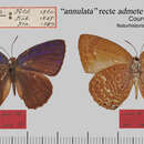 Image de Arhopala annulata (C. Felder 1860)