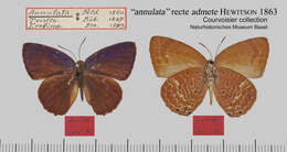 Plancia ëd Arhopala annulata (C. Felder 1860)