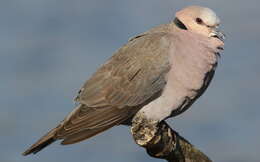 Image of Red-eyed Dove