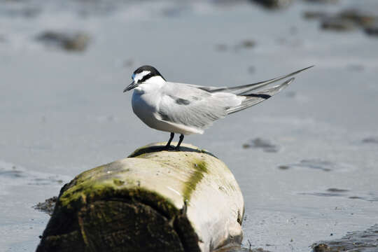 Image of Aleutian Tern