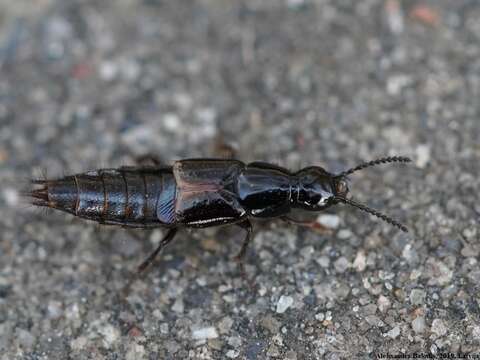 Image of Large rove beetle