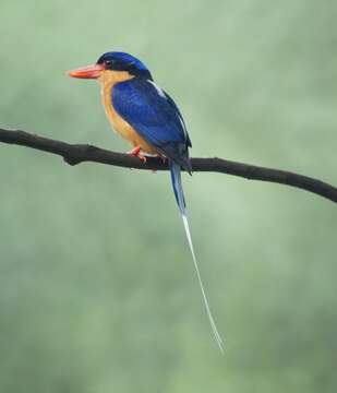 Image of Buff-breasted Paradise Kingfisher