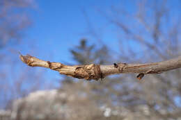 Image of shellbark hickory