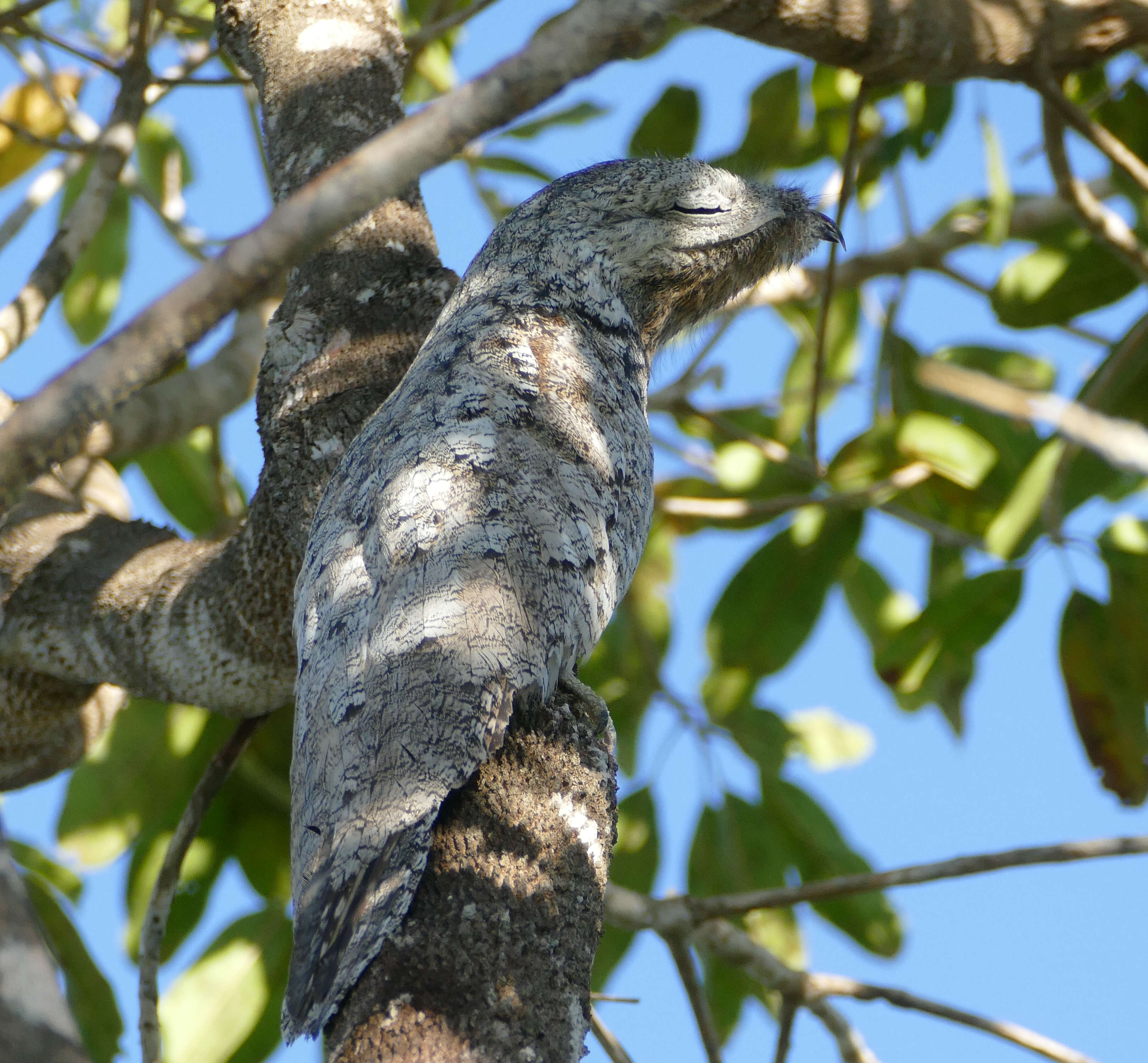 Image of Great Potoo