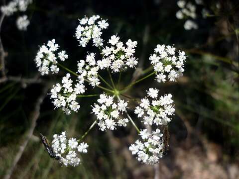 Image of Golden Chervil