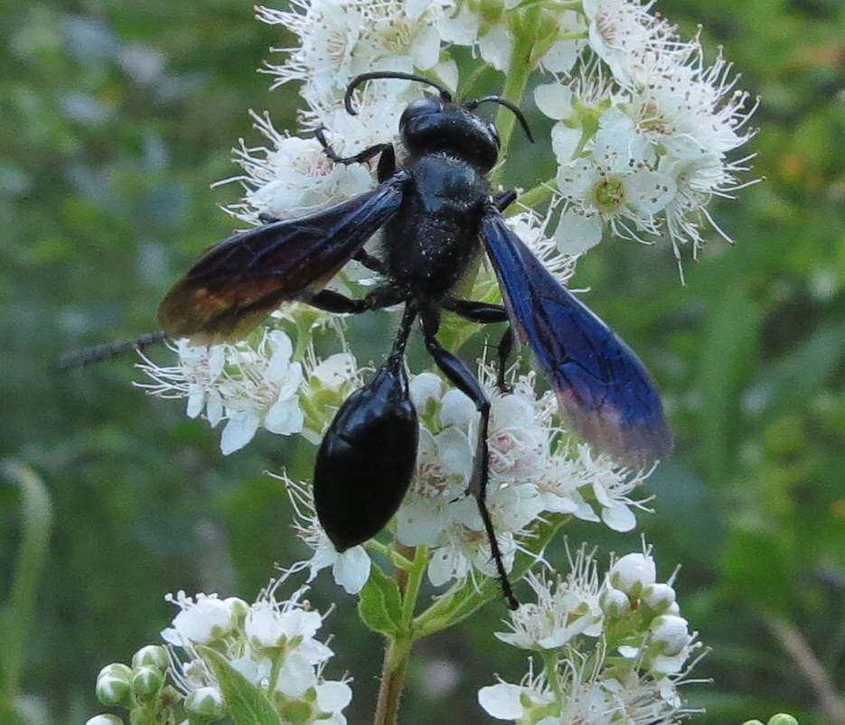 Image of Grass-carrying Wasps