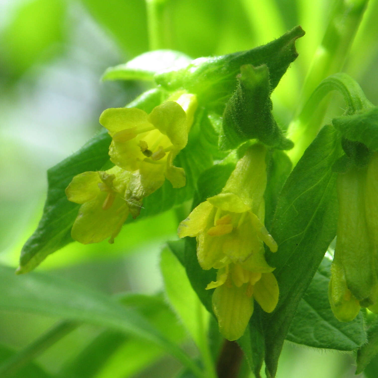 Image of twinberry honeysuckle