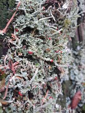 Image of Cladonia macilenta