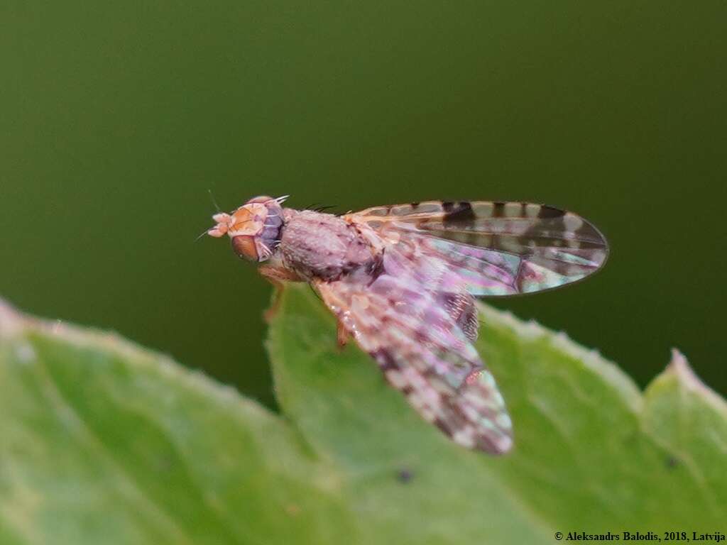 Image of Fruit fly