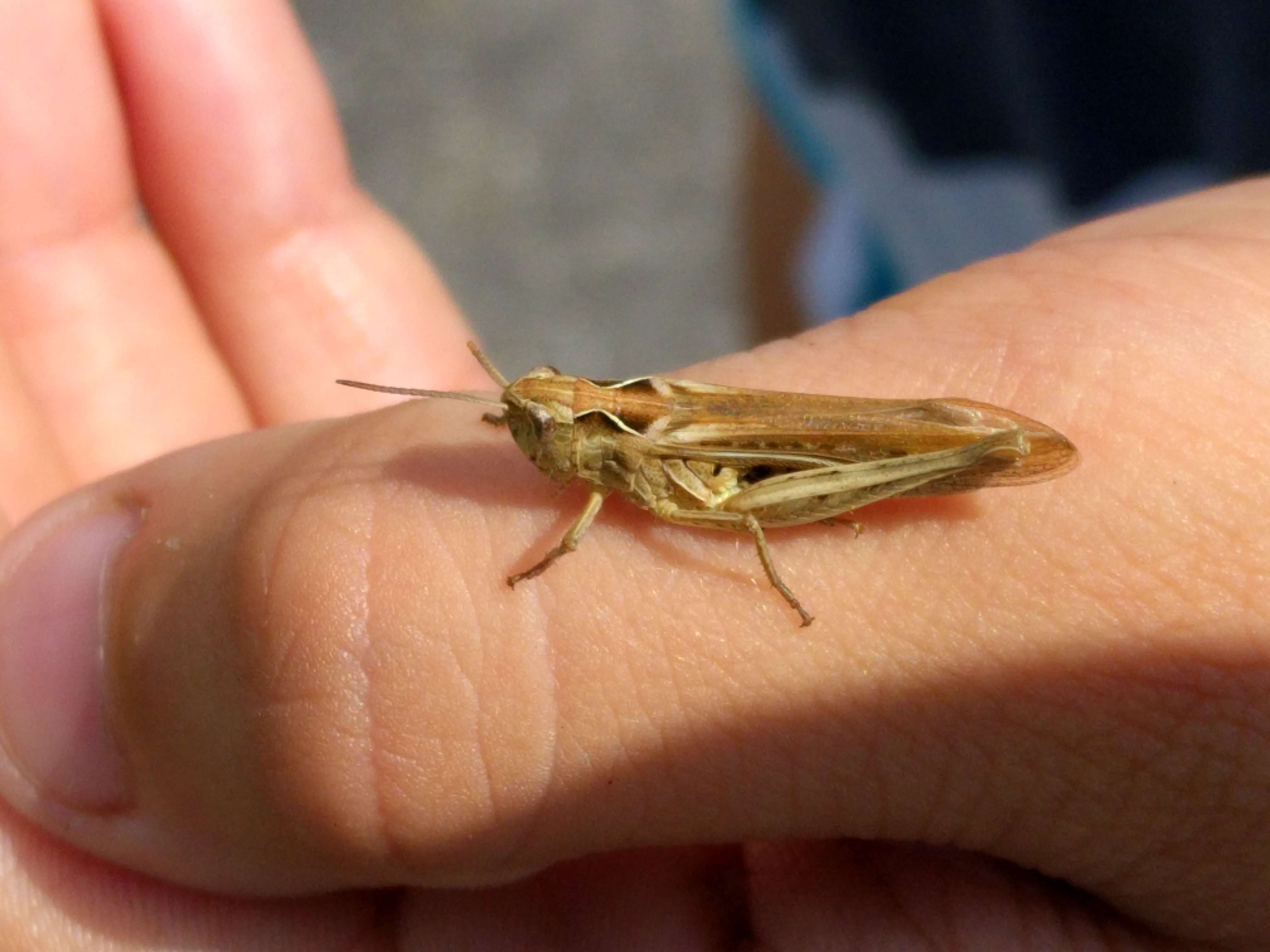 Chorthippus (Glyptobothrus) biguttulus (Linnaeus 1758) resmi