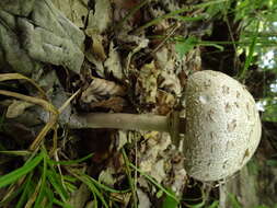 Plancia ëd Chlorophyllum rhacodes