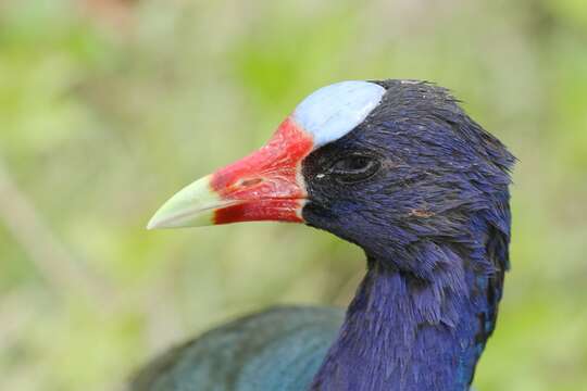 Image of American Purple Gallinule