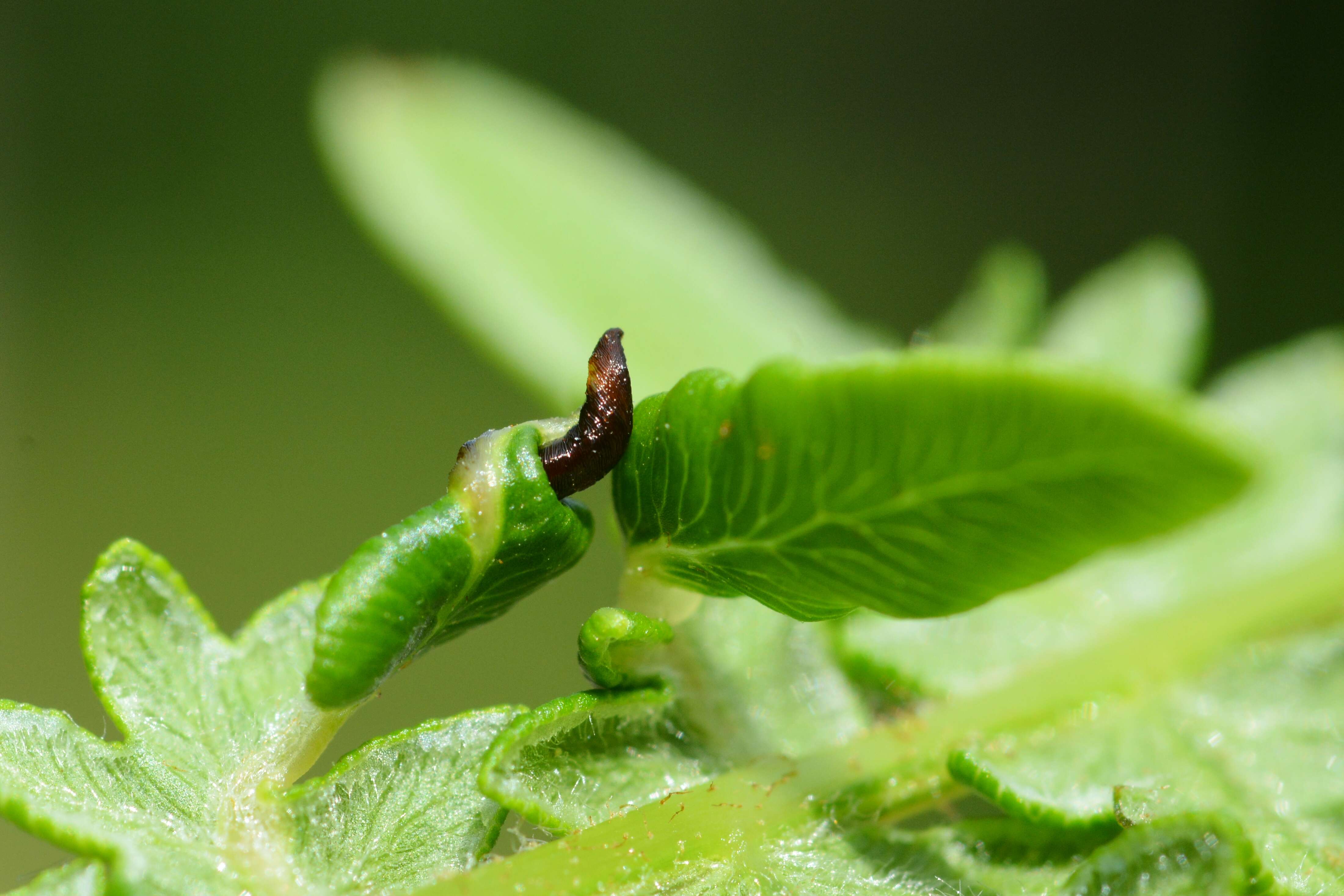 Sivun Dasineura pteridis (Muller 1871) kuva