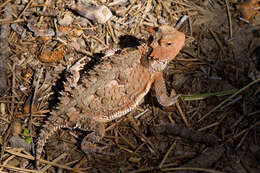 Image of Greater Short-horned Lizard