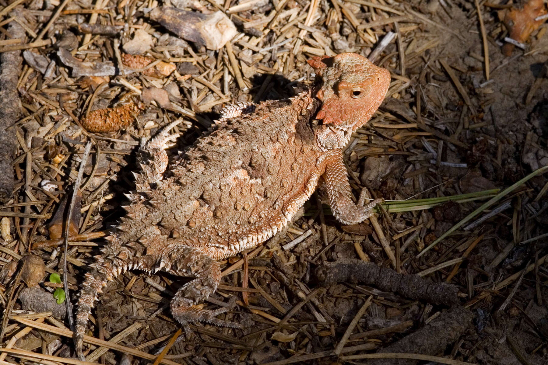 Image of Greater Short-horned Lizard