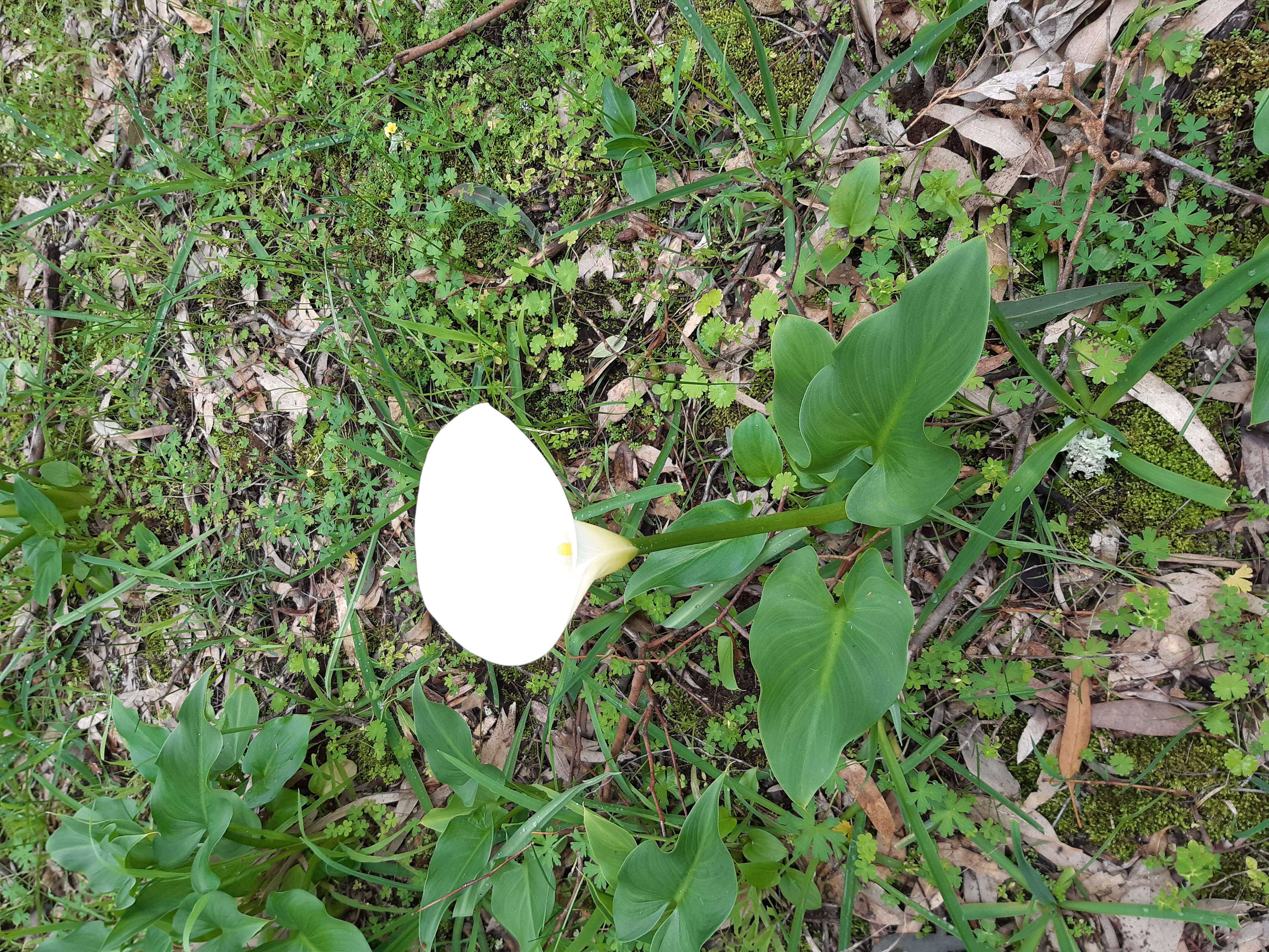 Image of Arum lily