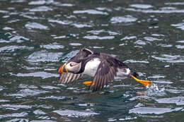 Image of Puffin