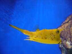 Image of Longhorn cowfish