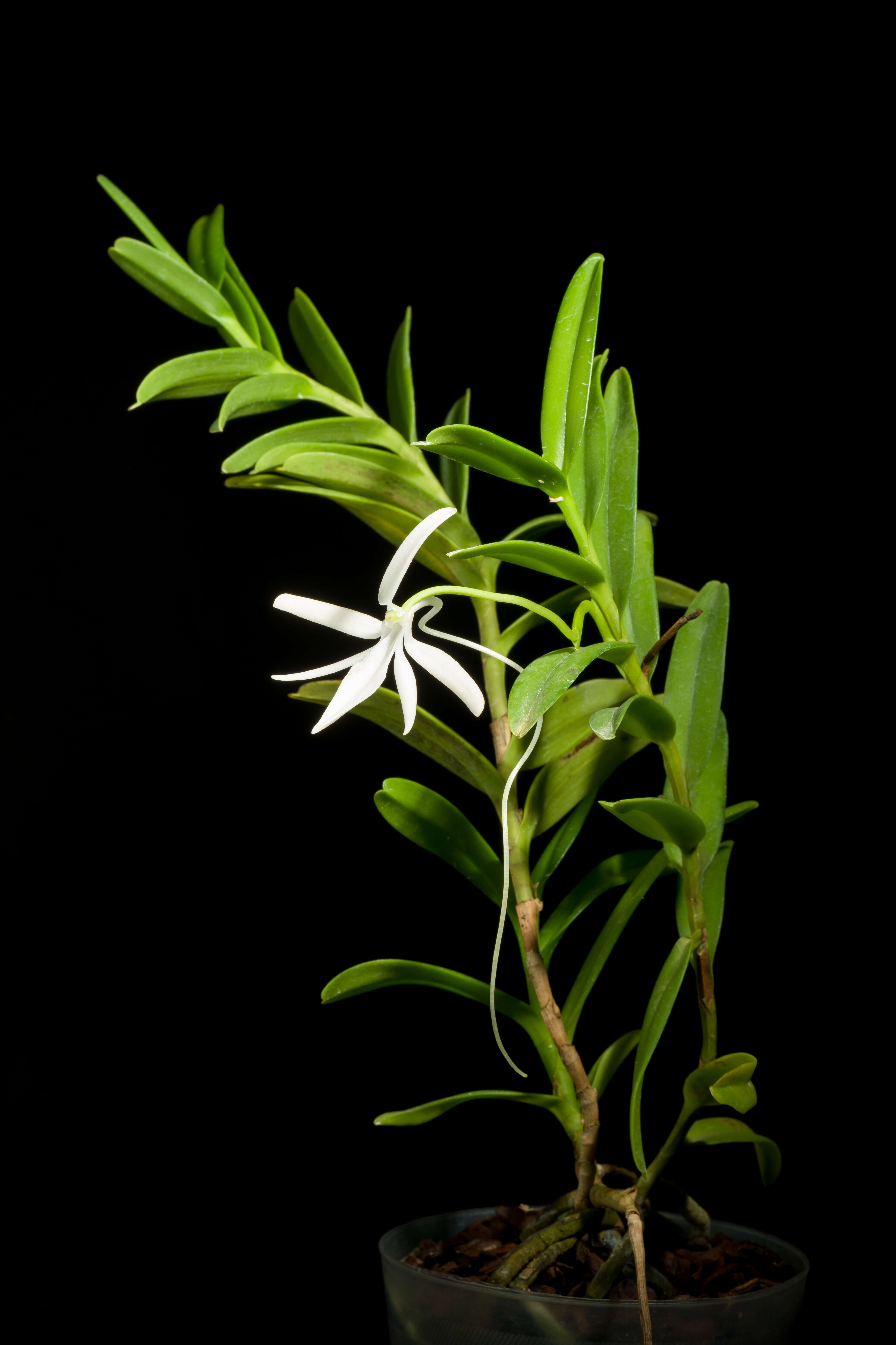 Image of Jumellea comorensis (Rchb. fil.) Schltr.