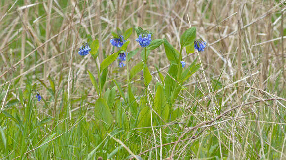 Image of Virginia Bluebell