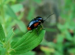 Cryptocephalus moraei resmi