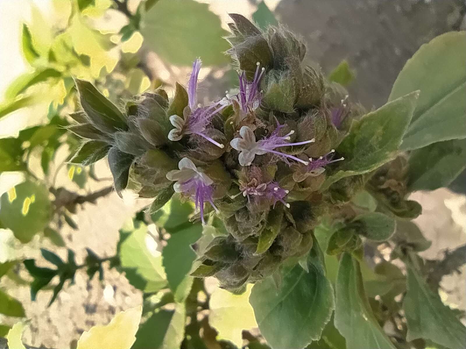 Image of patchouli