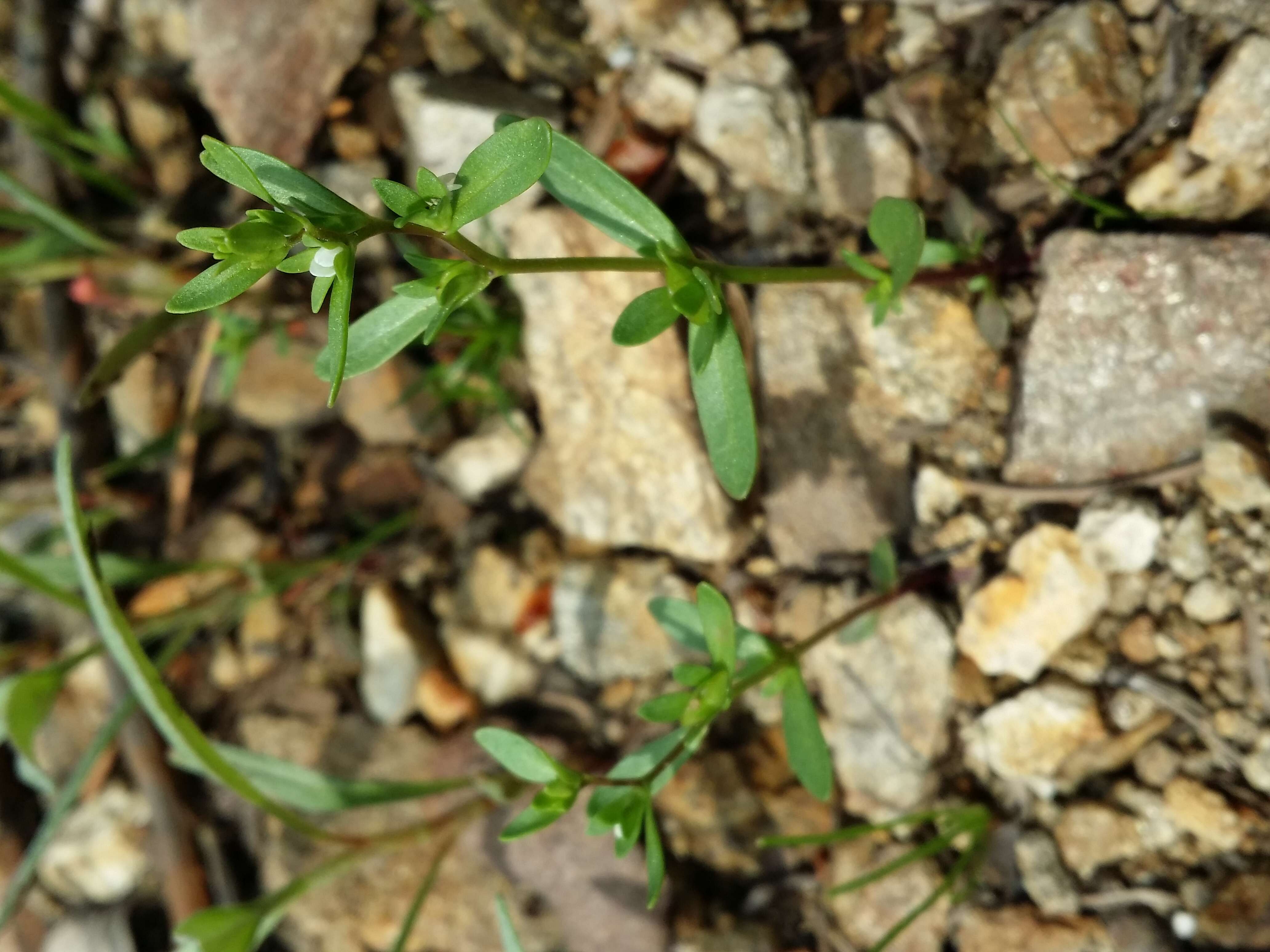 Image of american speedwell