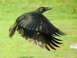 Image of Large-billed Crow