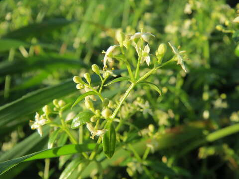 Image of White bedstraw