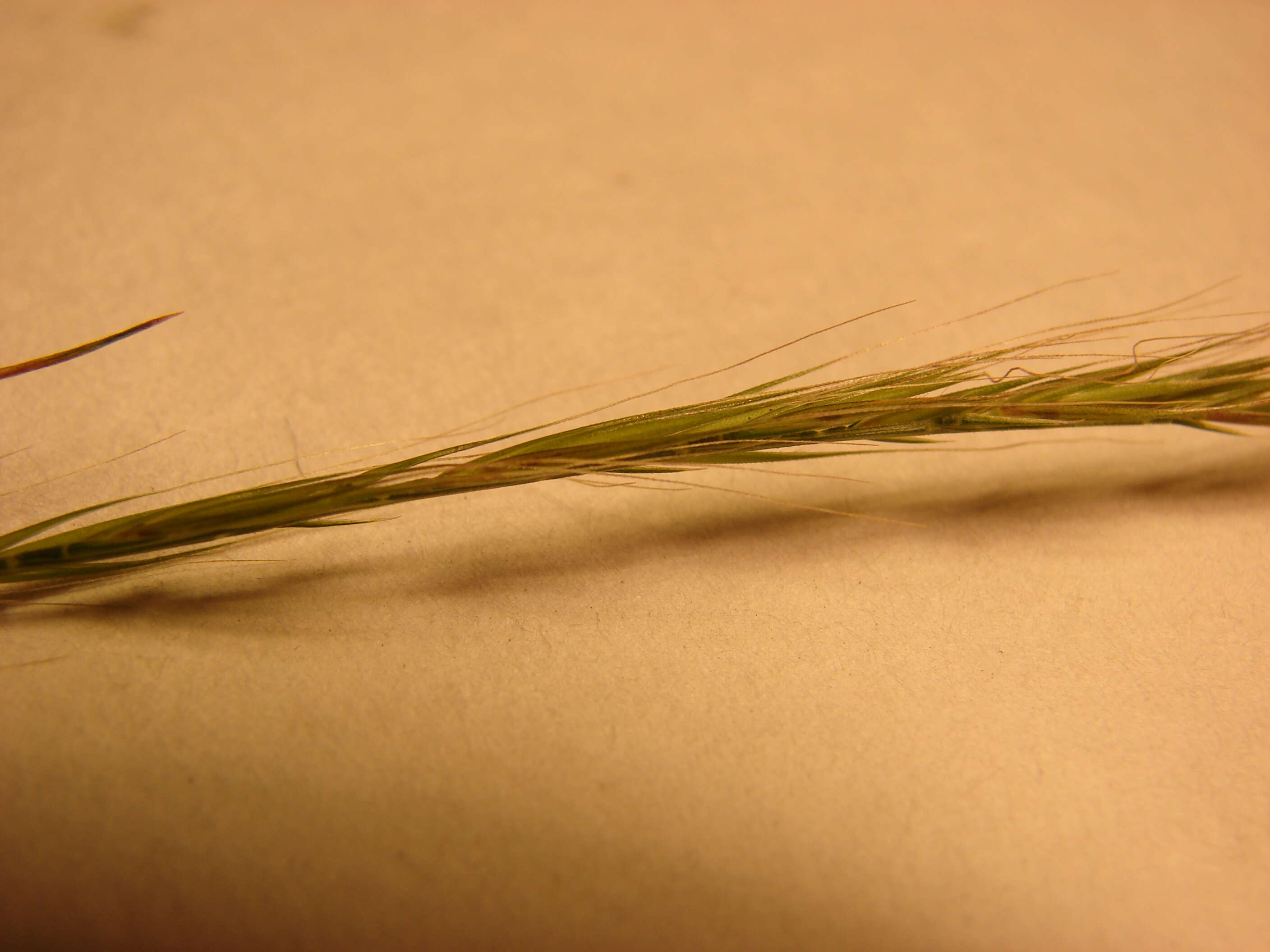 Image of rat's-tail fescue