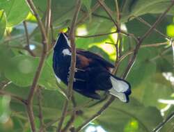 Image of White-eared Solitaire