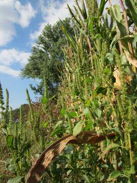 Image of redroot amaranth