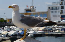 Imagem de Larus michahellis Naumann & JF 1840