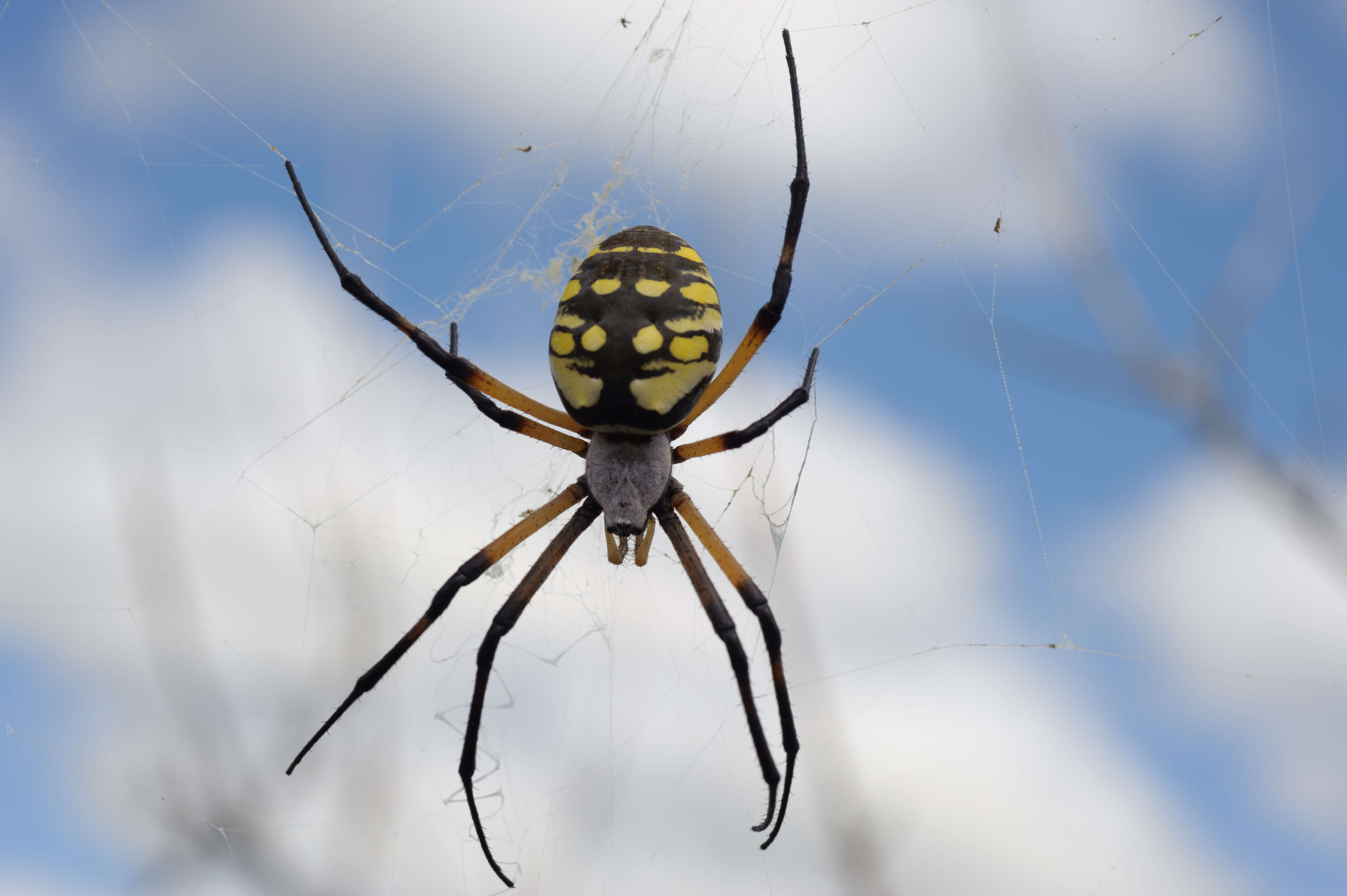 Image of Black-and-Yellow Argiope