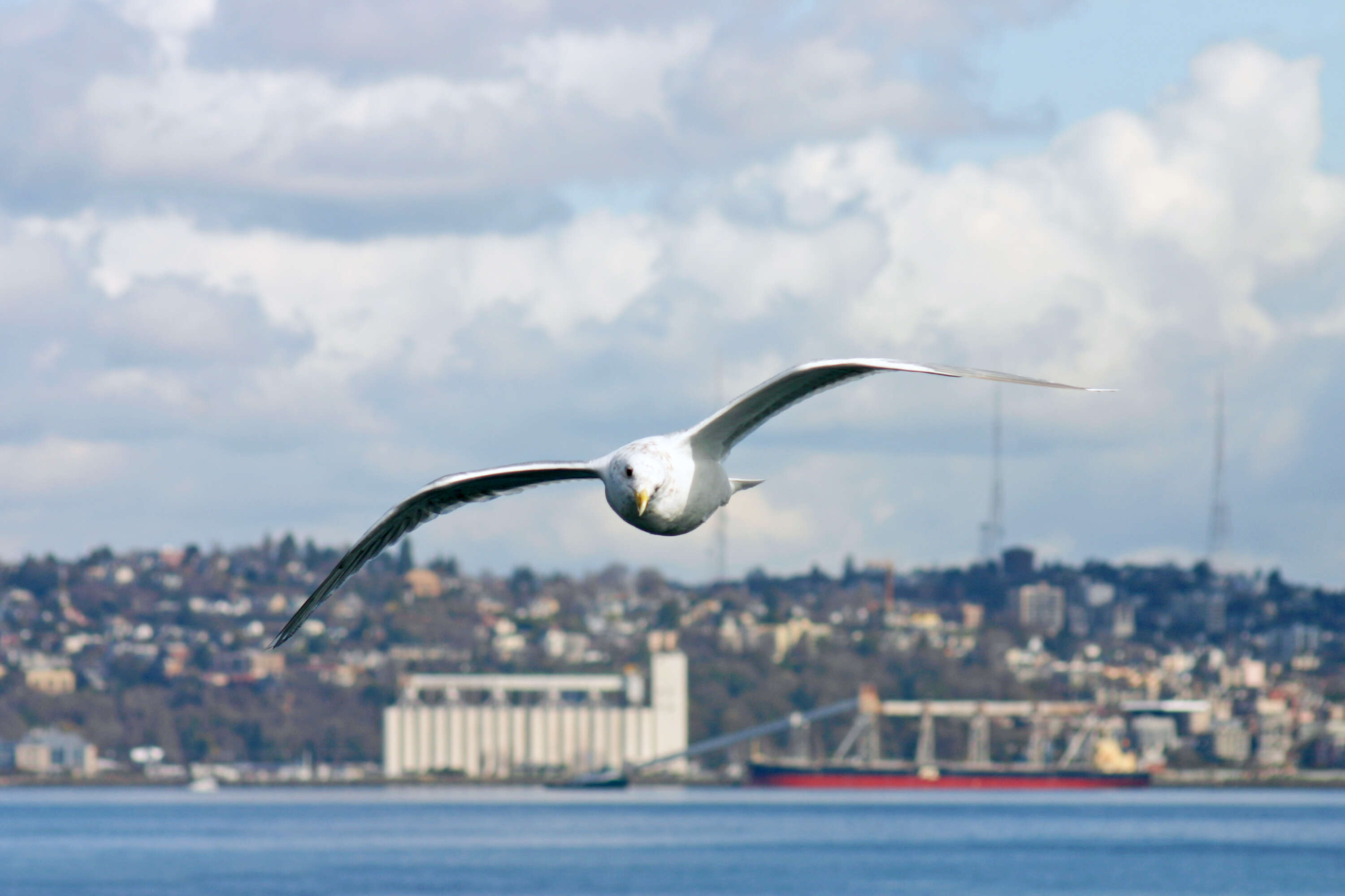 Image of Glaucous-winged Gull